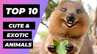 TOP 10 CUTEST & Most EXOTIC Animals In The World | 1 Minute Animals