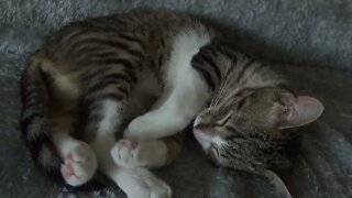 The Cute Sleeping Kitten