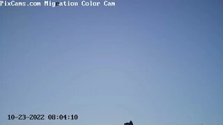 Crows Flying on Optical Migration Cam @ 8:04 AM 10/23/2022