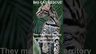 BIG CAT FACTS #10~ Ocelot Facts #bigcatrescue #cats #reels #catvideos #catreels #ocelot #facts