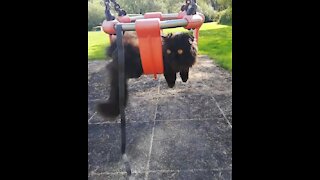 Cat on a leash chills out on park swing