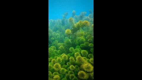 Photography of a miniature underwater landscape? With an iPhone?