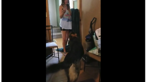 German Shepherd sabotages 'What The Fluff' challenge