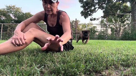 Training puppy not to bite LonelyCreek Bullmastiff #PuppyTraining #PuppyBiting Bruno x Serenity ￼