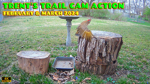 Trent's Trail Cam Action - February & March 2024