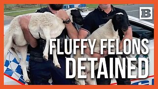 Un-Wooly: Queensland Cops Tumble in Hilarious Pursuit of Rogue Sheep