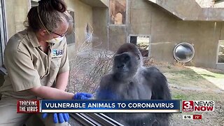 Vulnerable animals to coronavirus