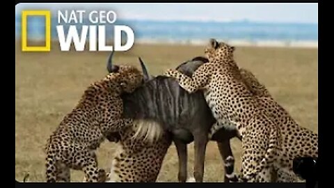 Cheetahs Takedown a Wildebeest | The Way of the Cheetah #Wildlife #photography #animals