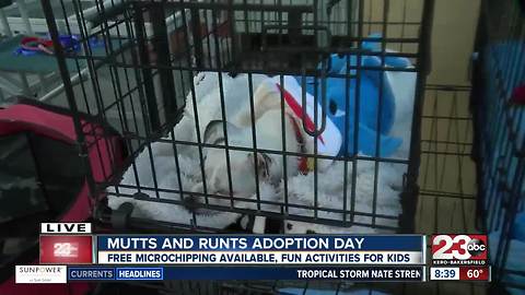 Mutts and Runts adoption event held at the Round-up on Rosedale
