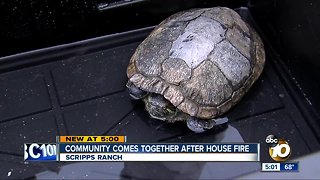 26 year old turtle among survivors of a house fire