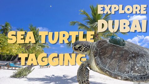 Sea Turtle Satellite Tagging | GPS Tracker ||Join us explore the wild side of Dubai.