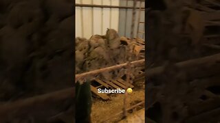 Great Compost? 😂❤️ #shorts #viral #tiktok #trending #shortsfeed