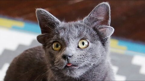 Meet the viral cat with 4 ears !!