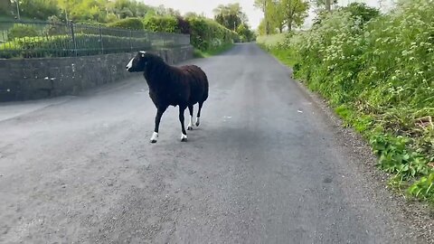 Bold ram escaped into neighbours field, luckily no traffic on the road