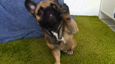 French bulldog rocking awesome tricks!