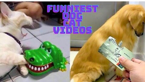 FUNNY ANIMALS DOG CAT FUNNIEST ANIMAL VIDEOS