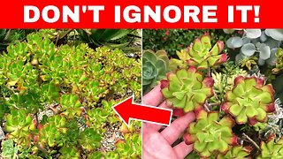 If You See This Plant, Don't Ignore It! It Has Amazing Health Benefits! (Tree Stonecrop Benefits)