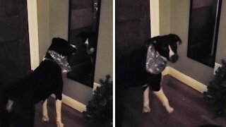 Puppy meets his reflection in the mirror, hilarity ensues