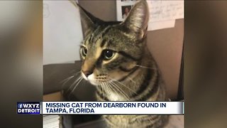 Missing Michigan cat somehow turns up in Tampa, Florida