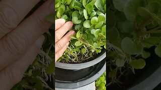 Update for my Watercress plants