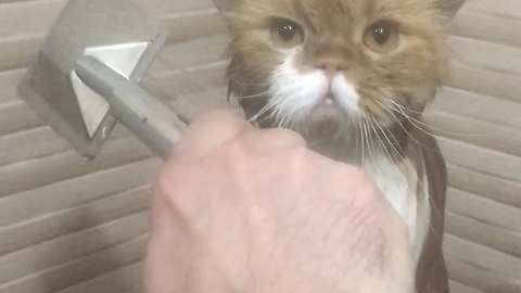 Water and combing friendly cat