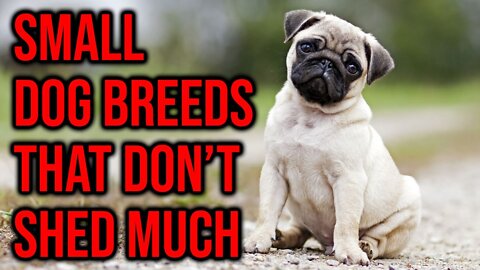 Small Dog Breeds That Stay Small And Don't Shed Much