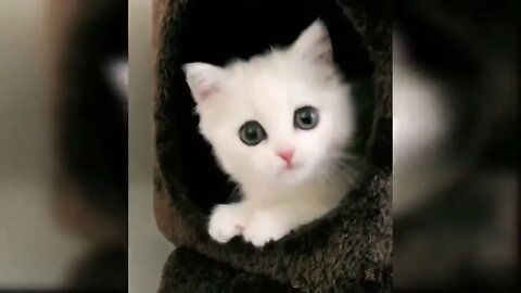Baby cats-Funny and Cute Cat Videos #6 | funnycog
