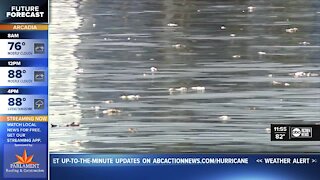 Red tide, dead fish persist in Tampa Bay region