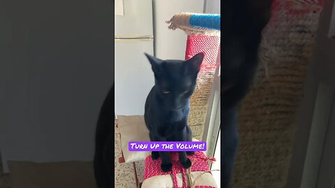 Cat Makes Weird Sound Because A Fly Got Into The House