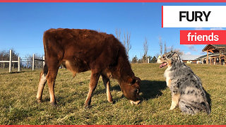 Adorable calf becomes best friends with dog