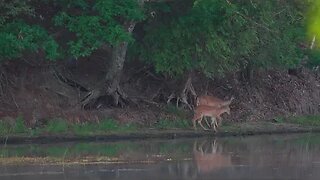 Early Morning Playful Whitetail Fawn