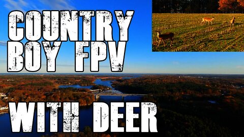 Newburyport, MA Deer Photo-Bombs my FPV Race Drone