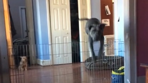 Dog clears very tall gate with ease