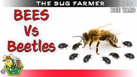 It's WAR - Hive Beeetles Vs. Juno and her troops. Dearth, Hive Beetles, & Honeybees. #beekeeping