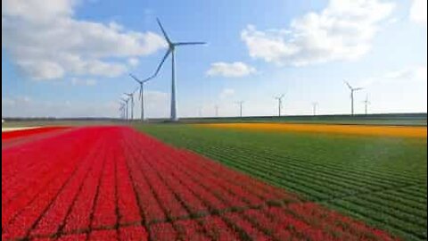 Drone vola sui campi fioriti in Olanda