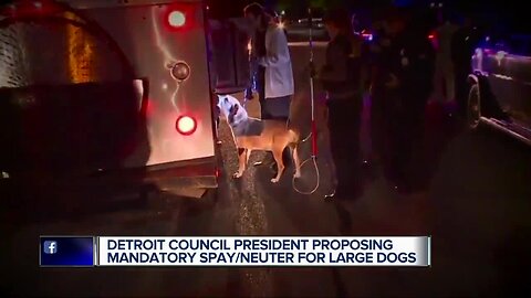 Detroit council president proposing mandatory spay/neuter for large dogs in wake of girl's death won't be charged in alleged spitting incident at Flood's Bar