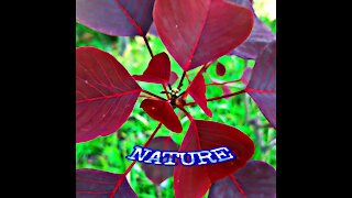 NATURE (Natural beauty)