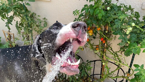 Funny Great Dane Loves To Help Water The Tomato Plants