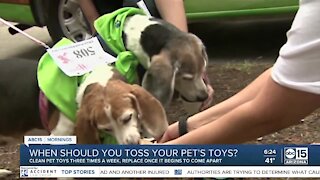The BULLetin Board: When to replace your pet's toys