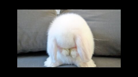 Cute Baby Bunny Washing Her Face - Sweetness Overload