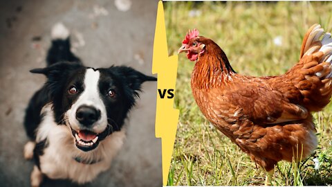 😂 [FUNNY] - Chicken VS Dog Fight! 😂