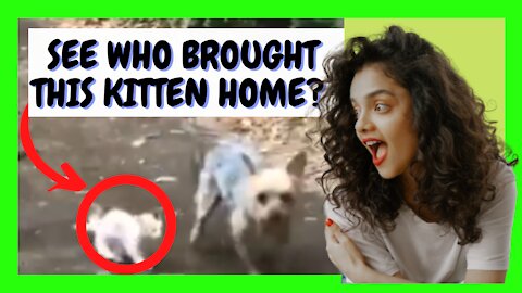 Watch How This Adorable Dog Brings Home A Stray Kitten | Cute Cats