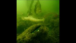 Spadefish on the Baitcam