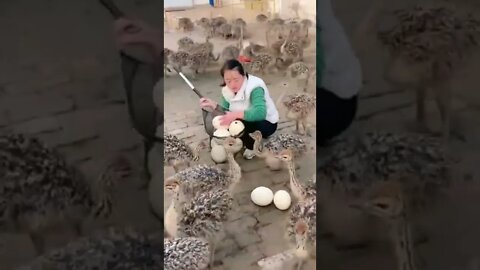 Ostrich eggs !