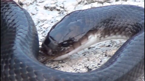 Black Snake vs Jararaca Battle! black Snake Jararaca