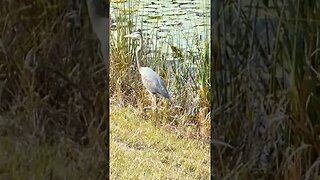 Heron on a river hike.