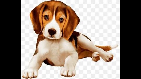 #DogsofInstagram #DogLovers #PuppyLove #DogLife #DogsofTwitter #DogsofFacebook #ILoveMyDog