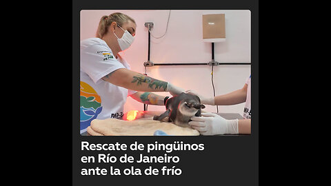 Pingüinos rescatados reciben tratamiento en Río de Janeiro