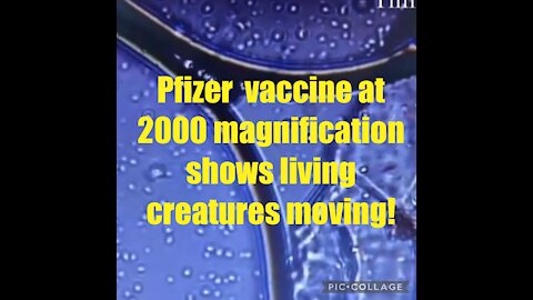 “Creature” seen in a magnified sample of Pfizer jab!