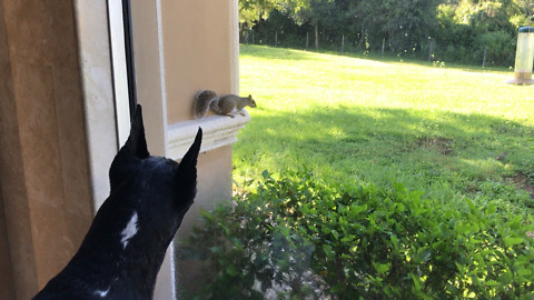 Great Dane and Cat Love Watching Squirrel TV